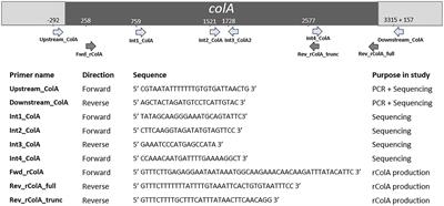 Protein Truncating Variants of colA in Clostridium perfringens Type G Strains